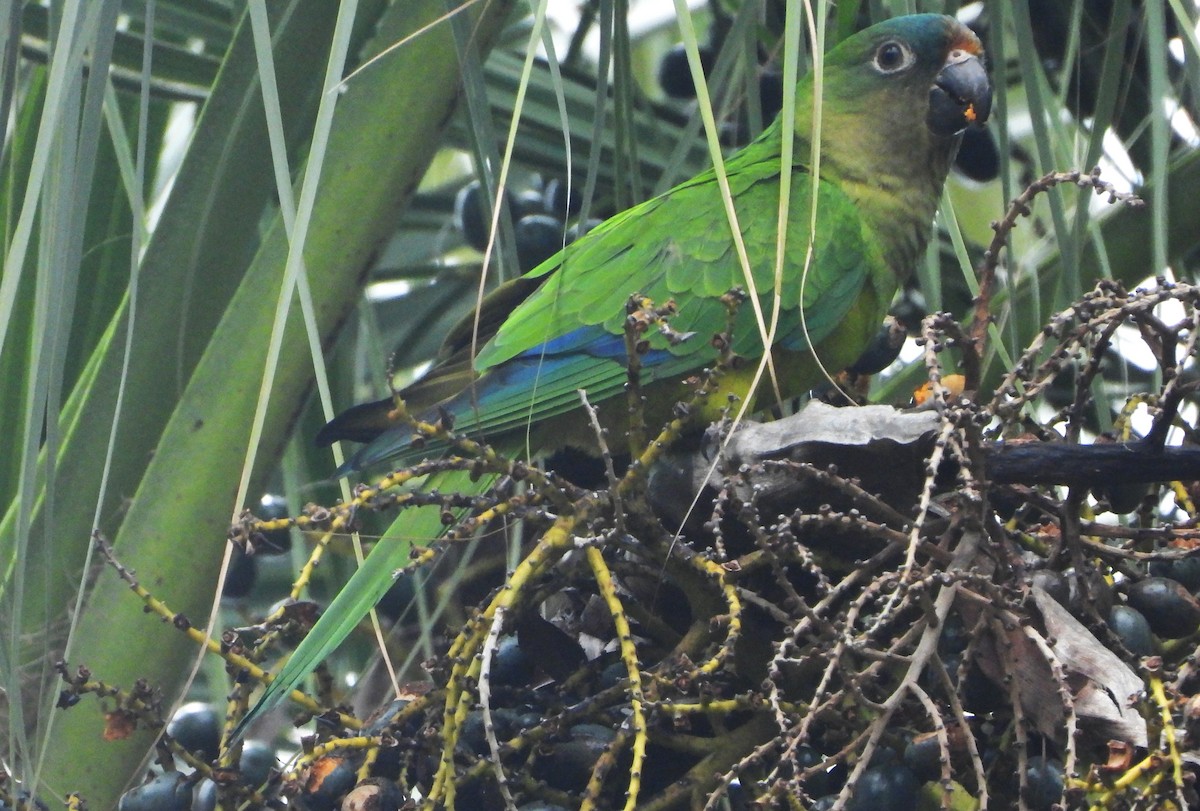 Peach-fronted Parakeet - ML644826306