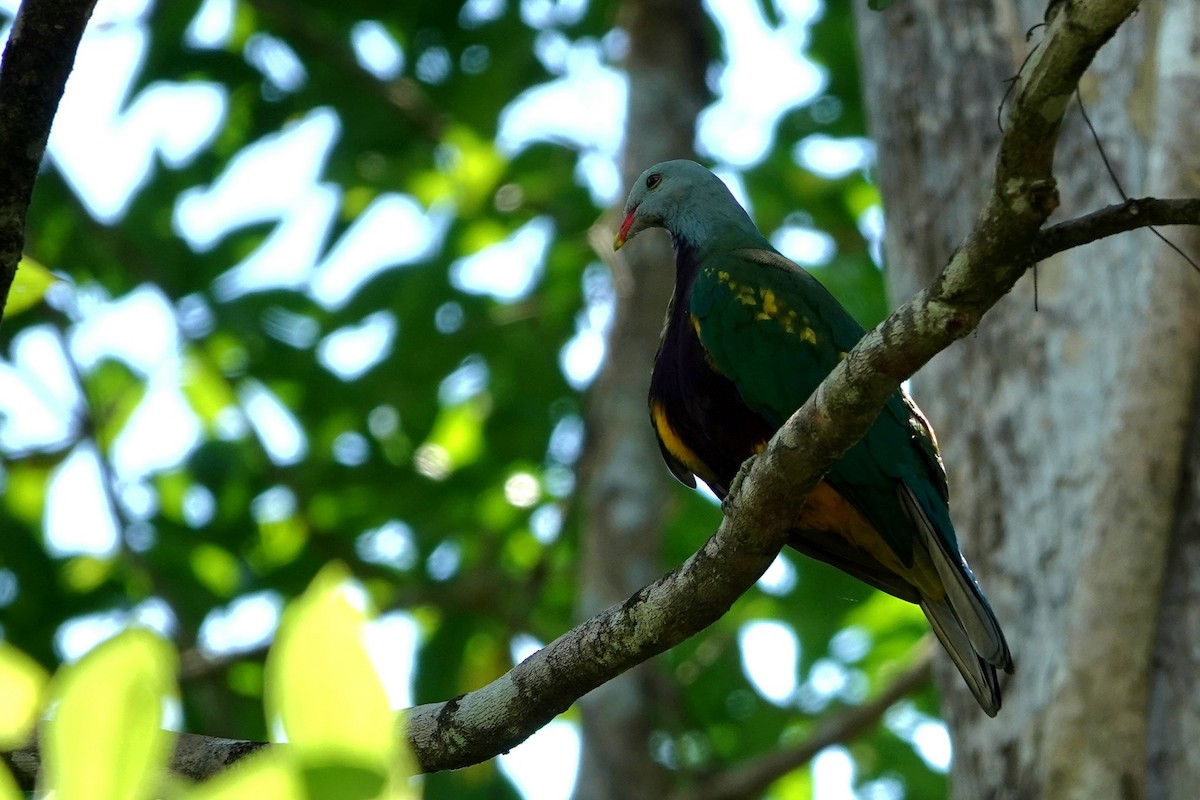 Wompoo Fruit-Dove - ML644826309