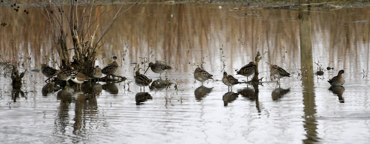 Wilson's Snipe - ML644826310