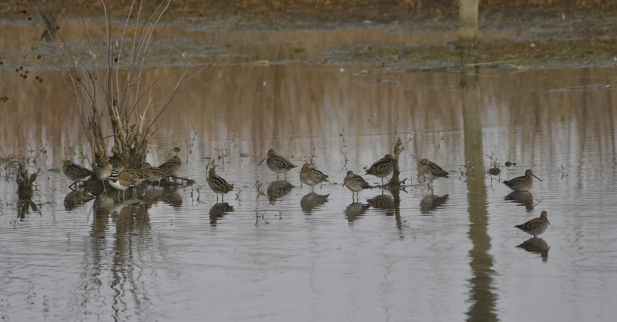 Wilson's Snipe - ML644826316
