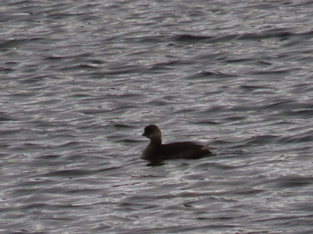 ハジロカイツブリ - ML644826358