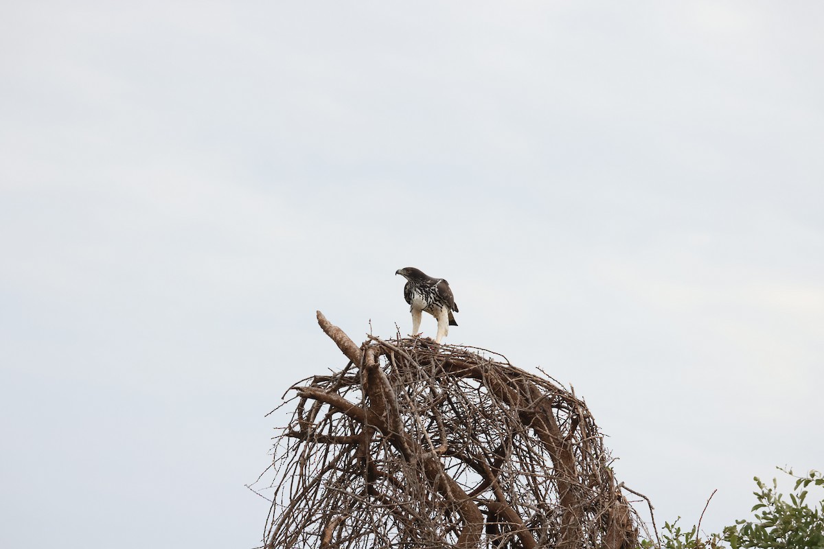 African Hawk-Eagle - ML644826361