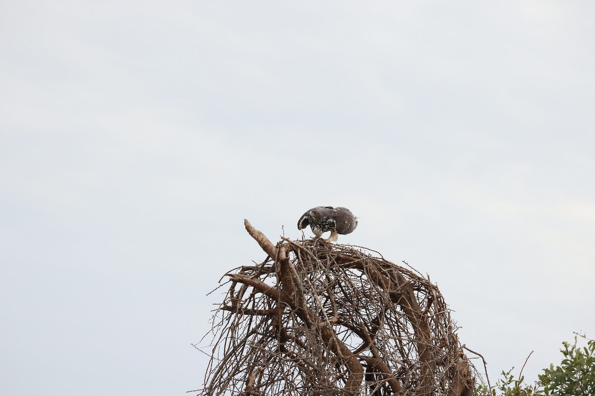 African Hawk-Eagle - ML644826362