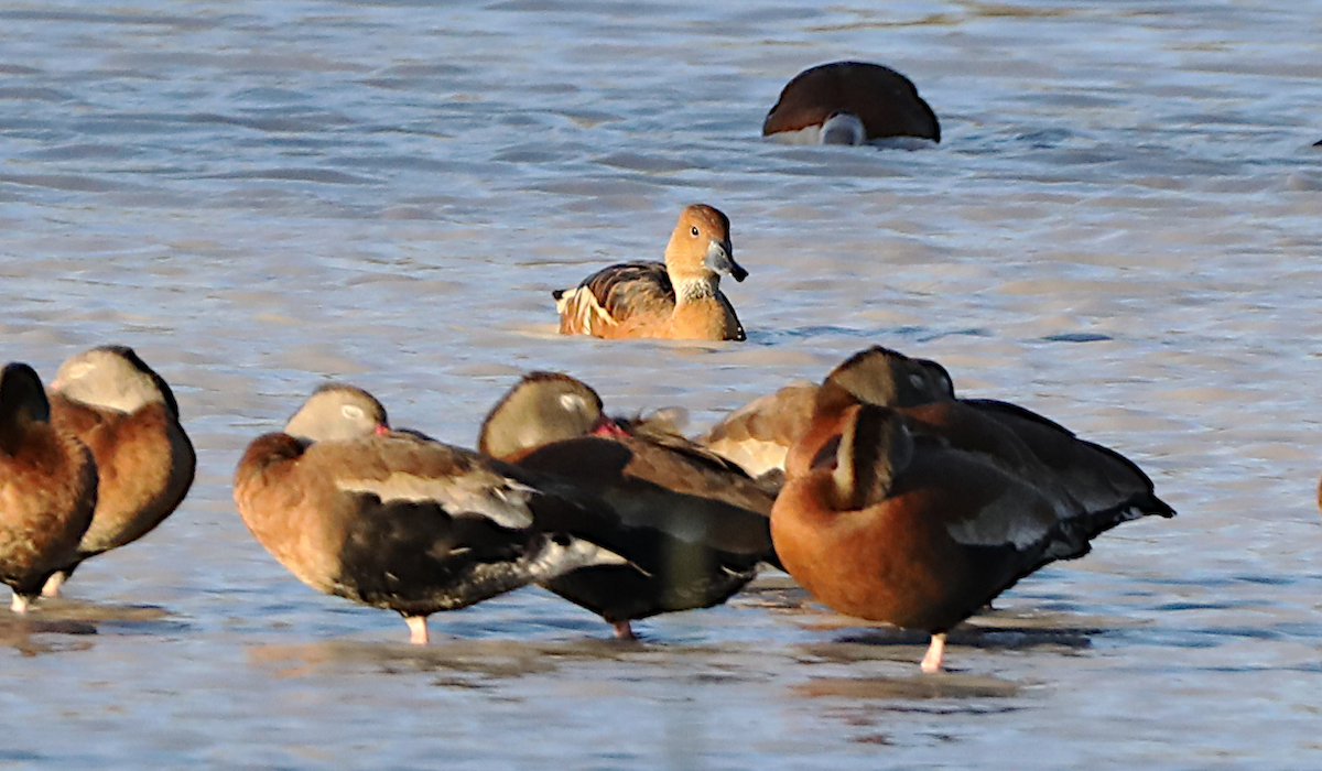 Fulvous Whistling-Duck - ML644826365