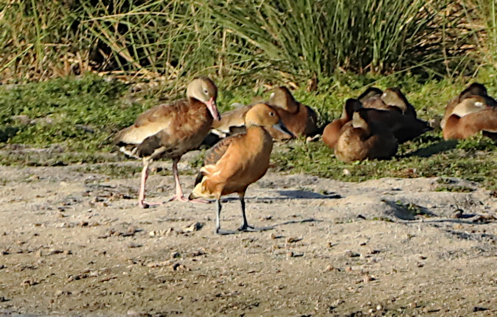 Fulvous Whistling-Duck - ML644826366