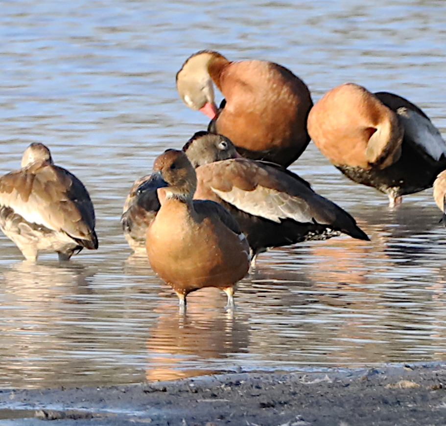 Fulvous Whistling-Duck - ML644826367