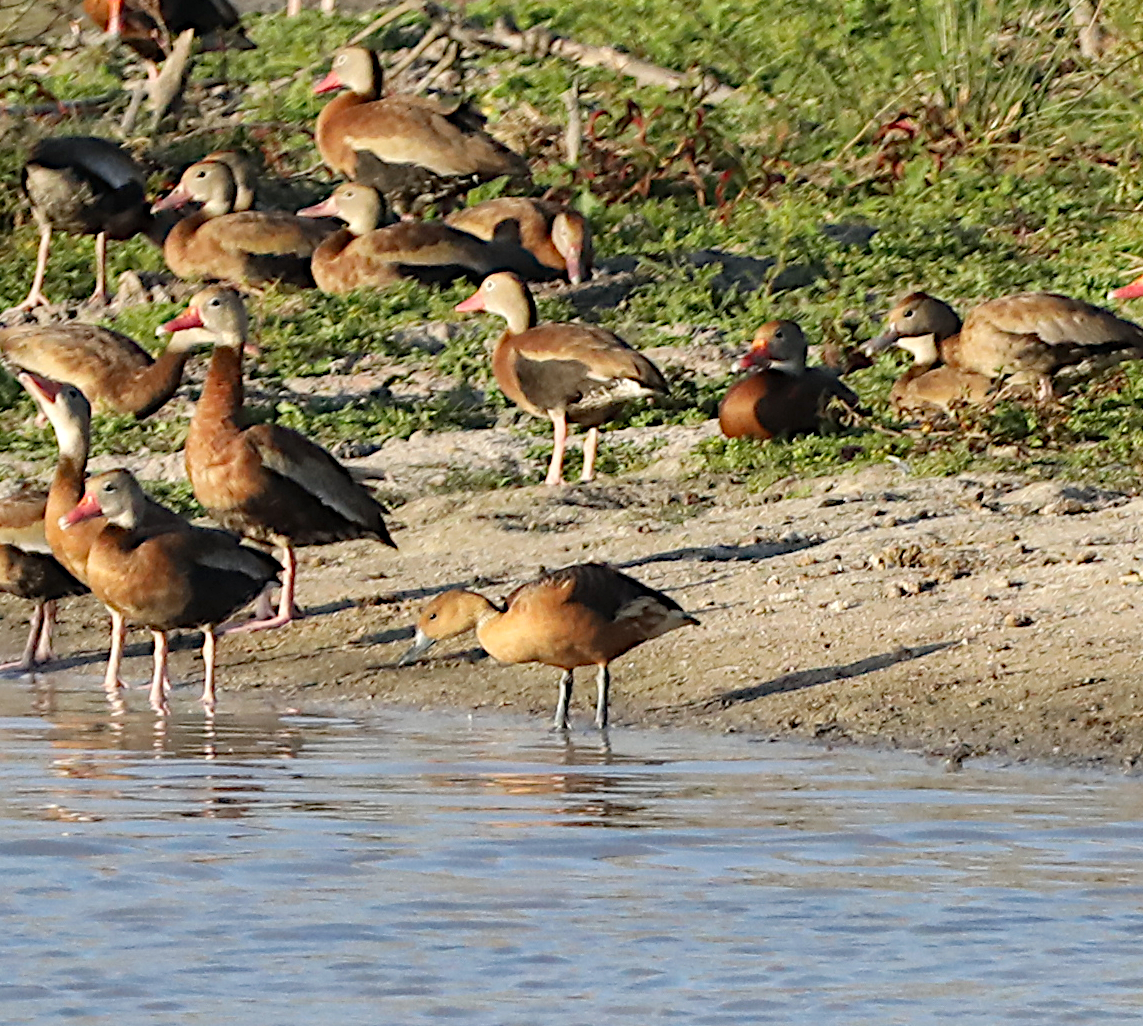 Fulvous Whistling-Duck - ML644826368