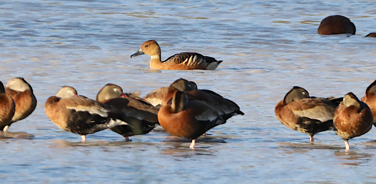 Fulvous Whistling-Duck - ML644826369