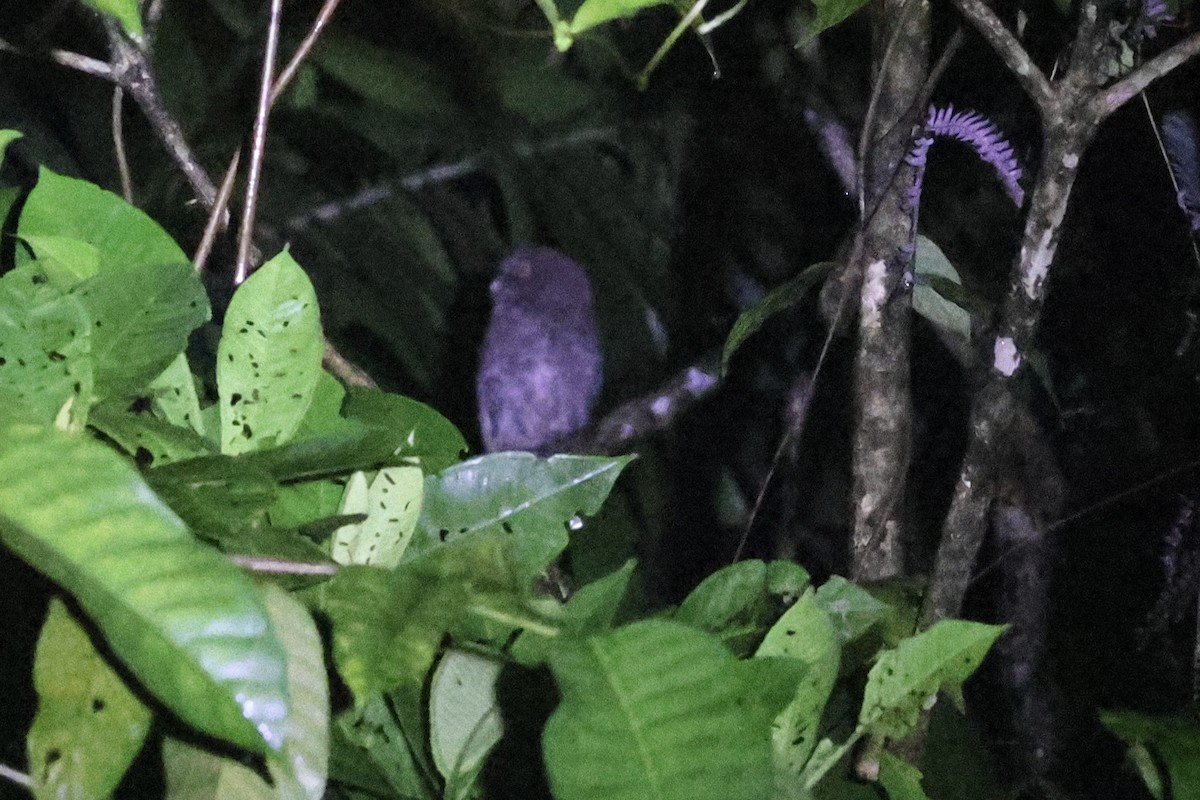 Choco Screech-Owl - ML644826380