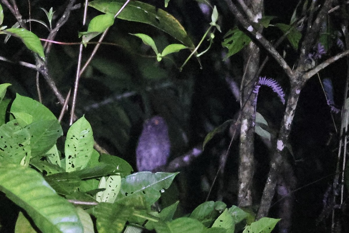 Choco Screech-Owl - ML644826381