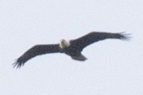 ハクトウワシ - ML644826383