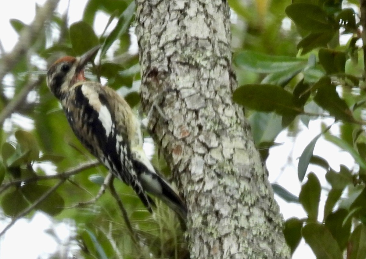 Sarı Karınlı Ağaçkakan - ML644826392