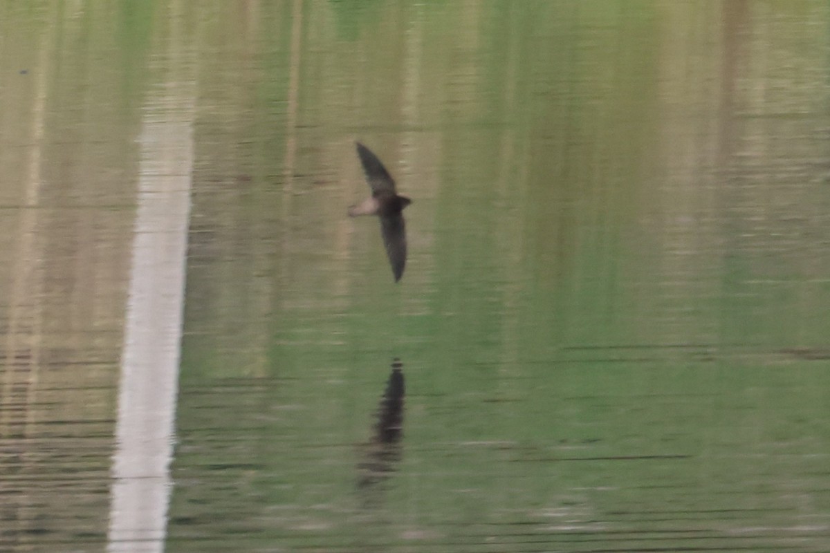 Vaux's Swift - ML644826401