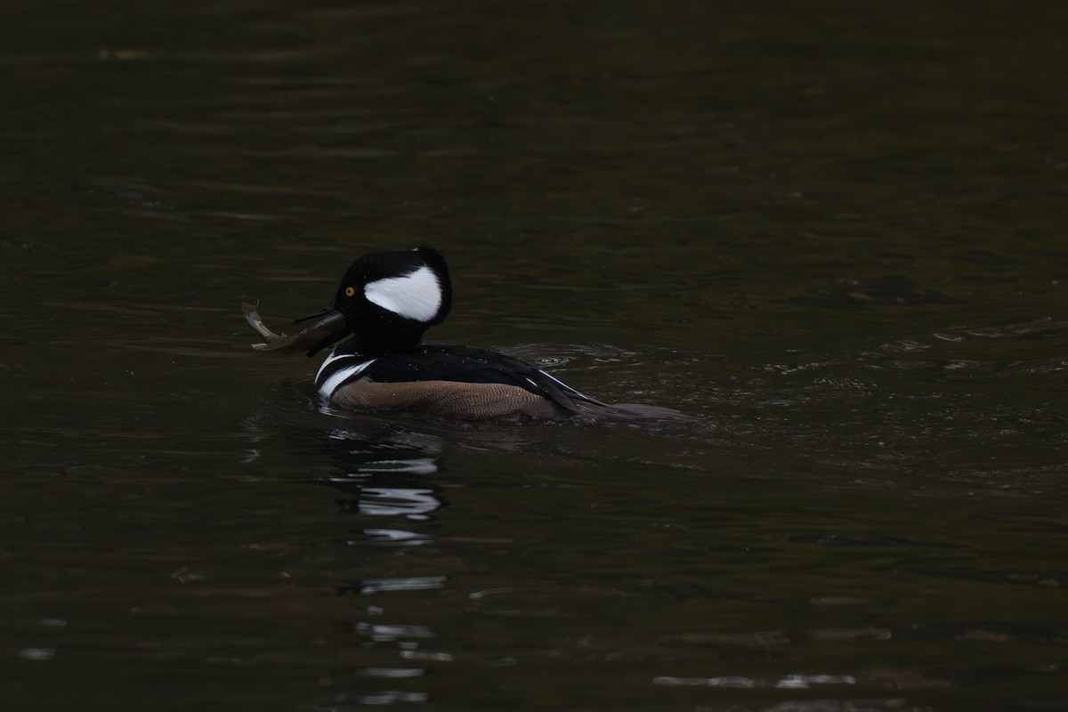 Hooded Merganser - ML644826403