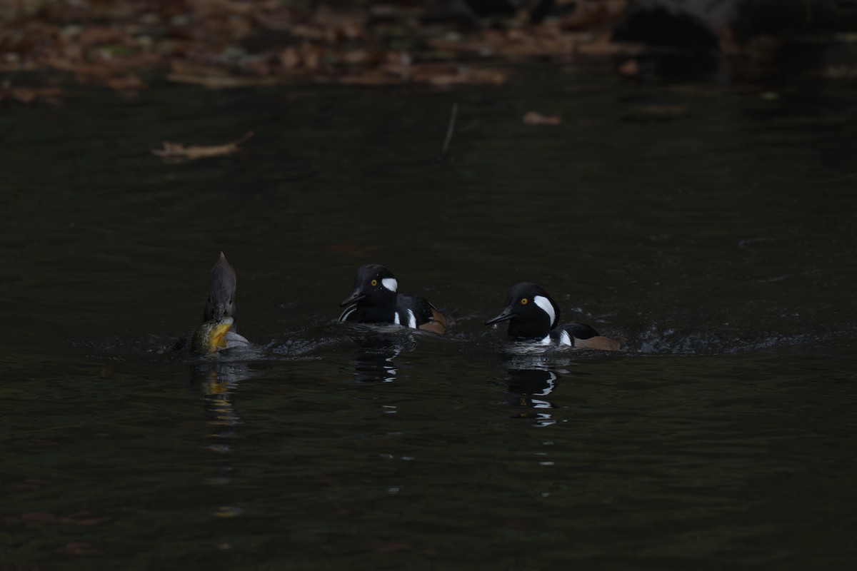 Hooded Merganser - ML644826404