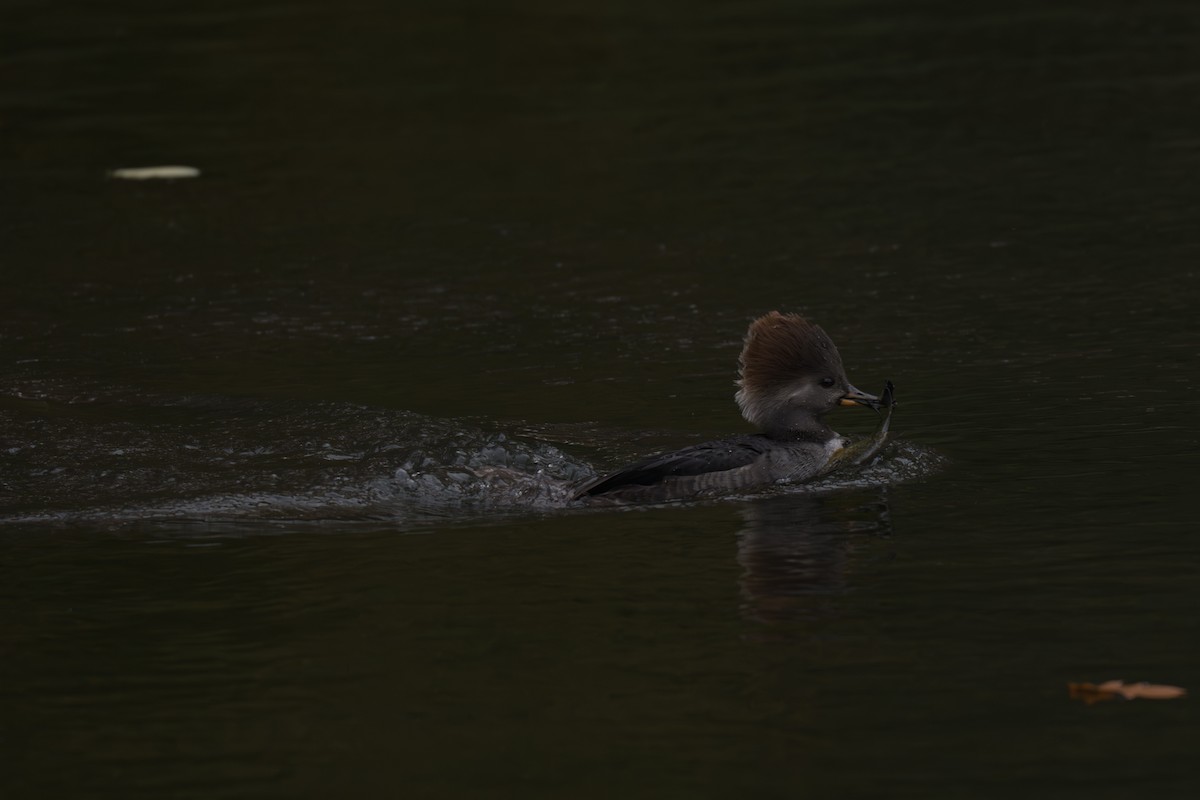 Hooded Merganser - ML644826405