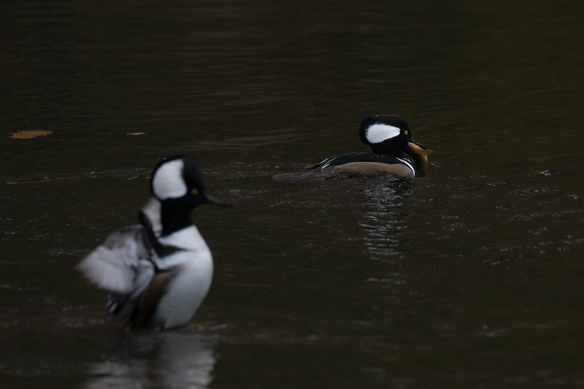 Hooded Merganser - ML644826406