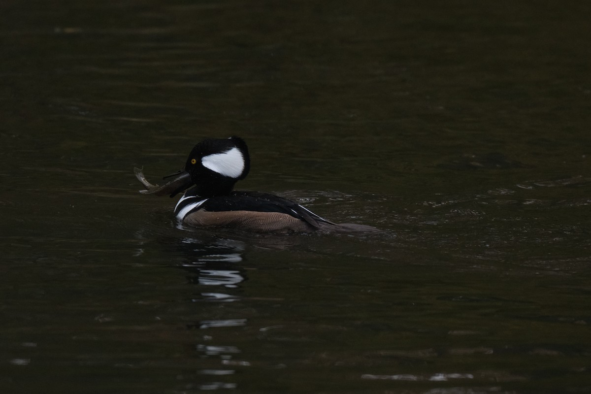 Hooded Merganser - ML644826407