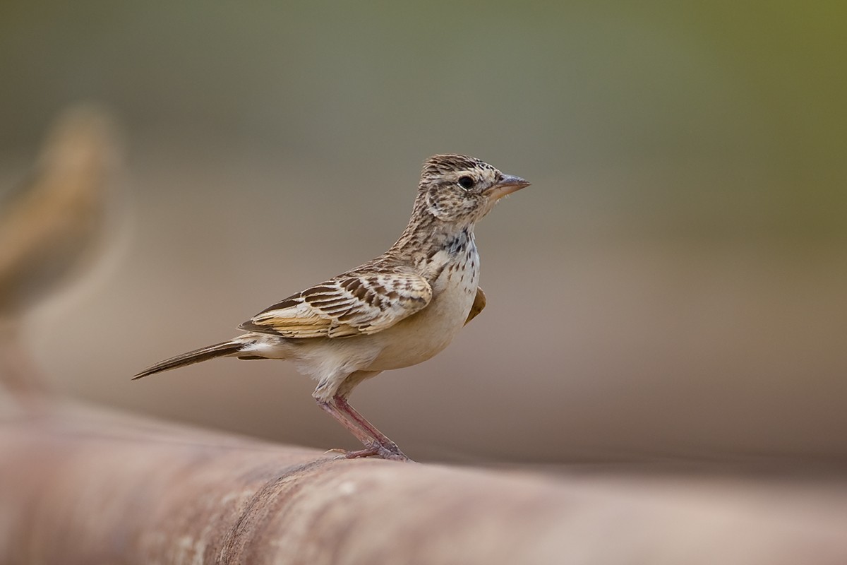 Singing Bushlark (Australasian) - ML64482641