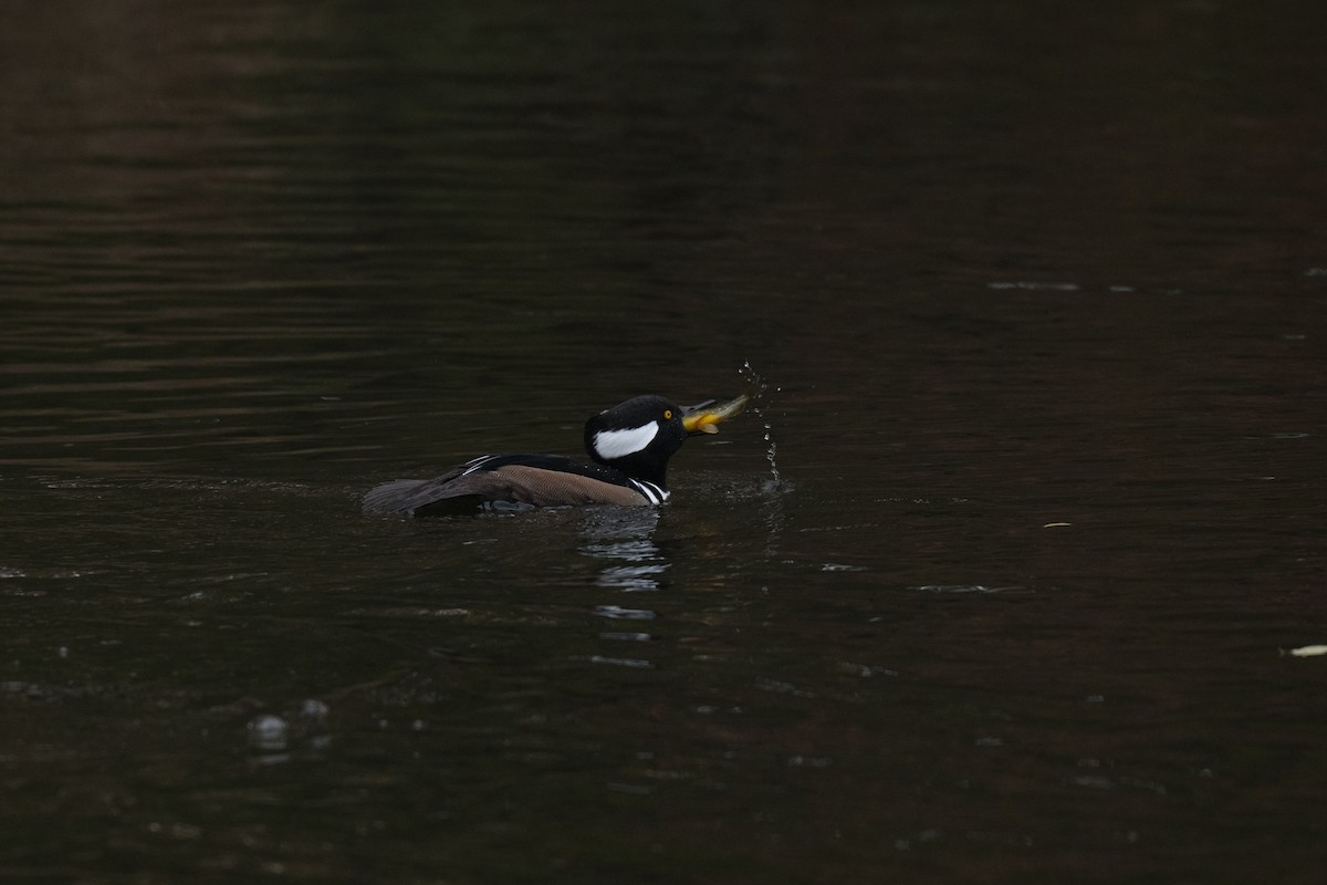 Hooded Merganser - ML644826410