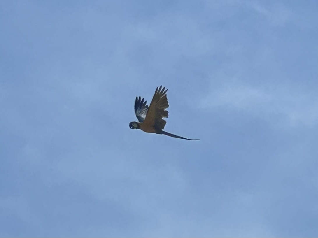 Blue-and-yellow Macaw - ML644826413