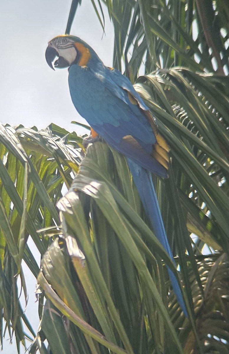 Blue-and-yellow Macaw - ML644826414