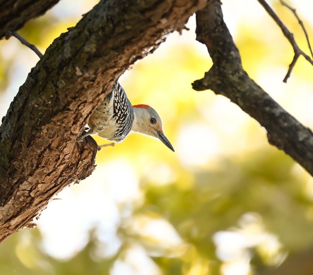 Carolinaspecht - ML644826422