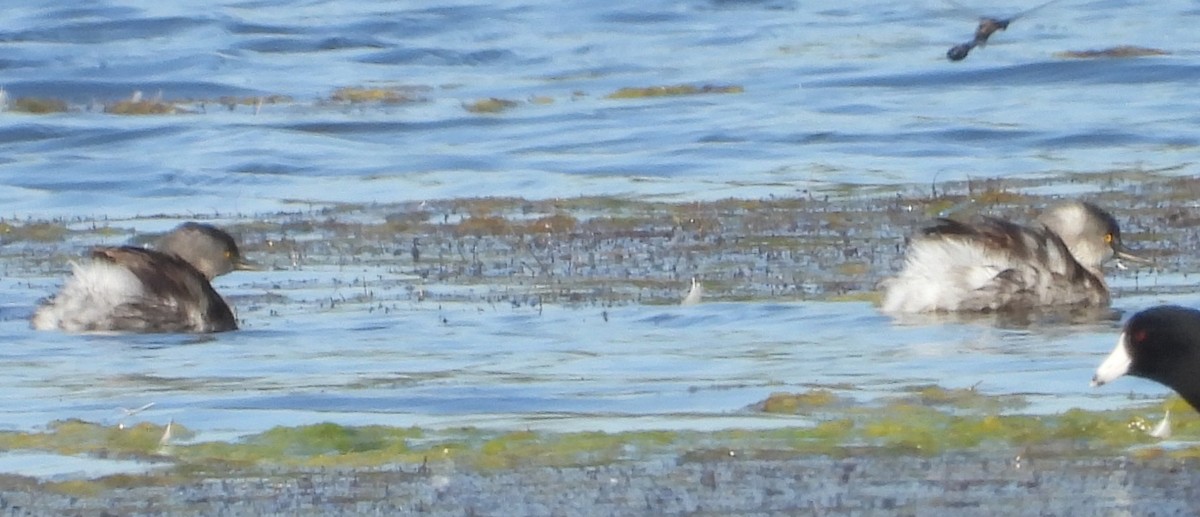 Amerika Küçük Batağanı - ML644826427