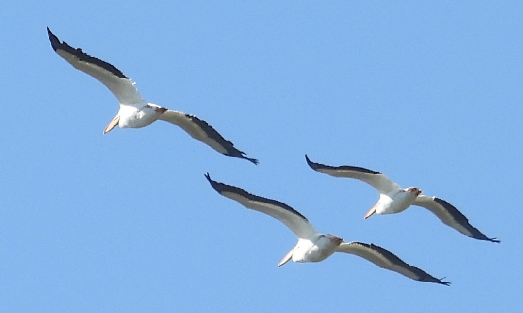 Amerika Pelikanı - ML644826435