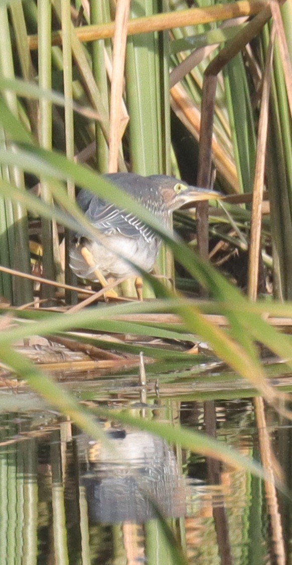 Green Heron - ML644826441