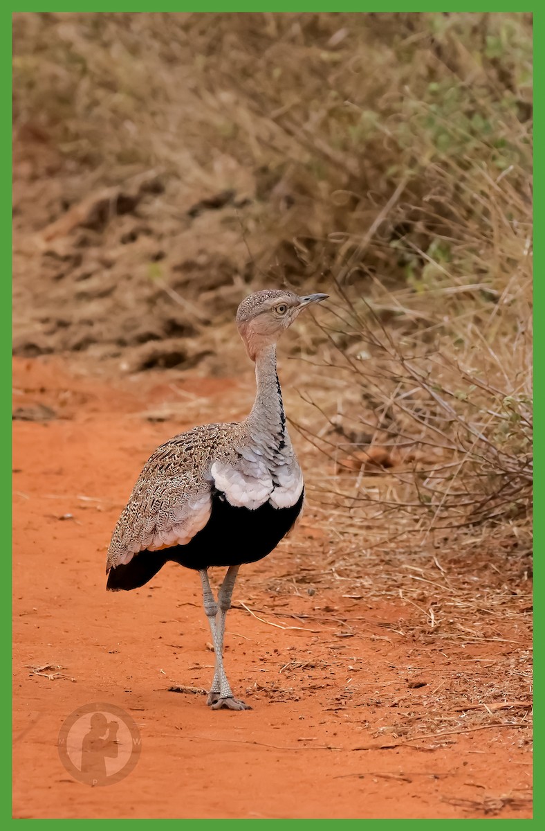 Buff-crested Bustard - ML644826445