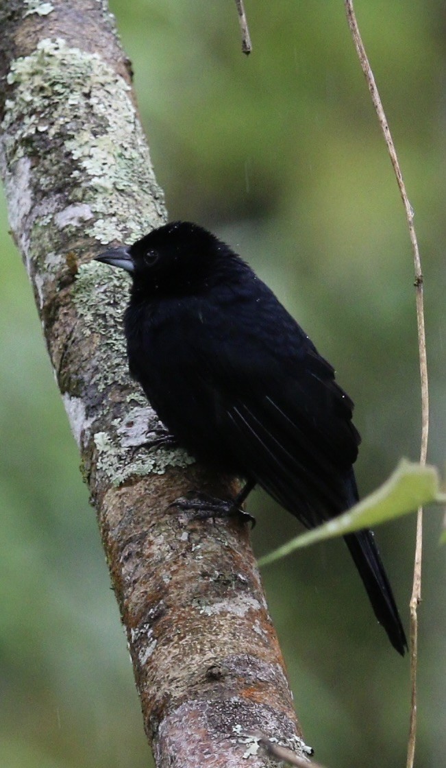 White-lined Tanager - ML644826446