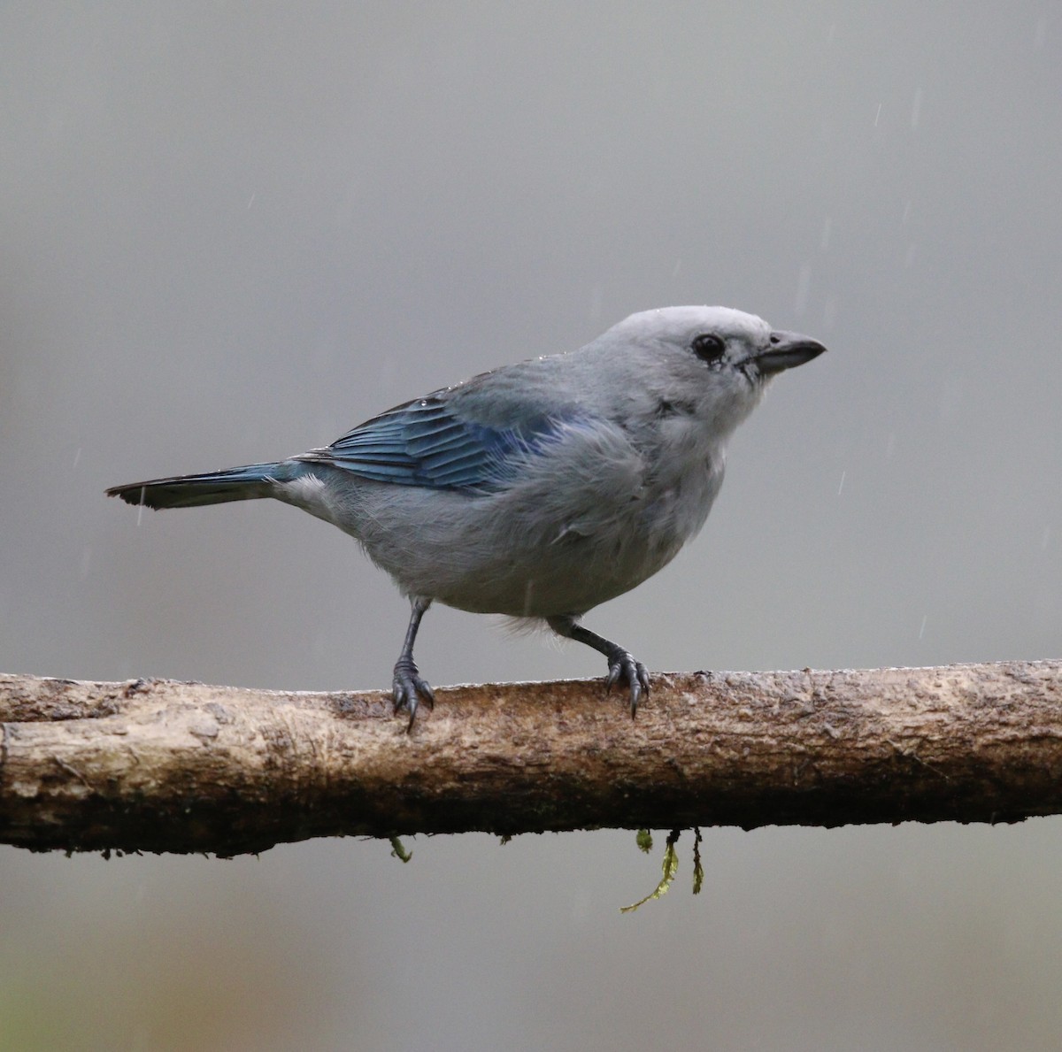Blue-gray Tanager - ML644826448