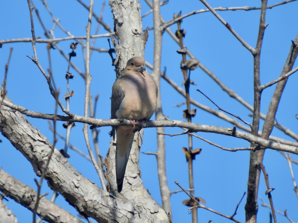 ナゲキバト - ML644826449