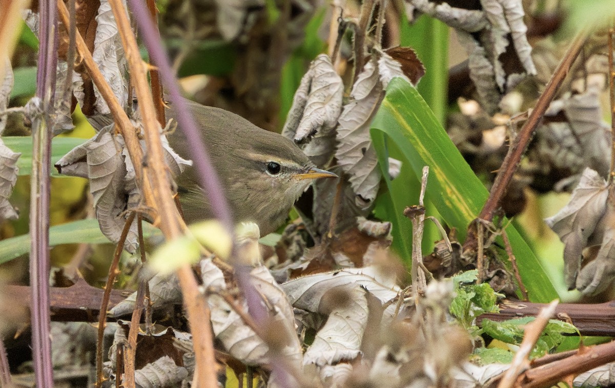 Esmer Çıvgın - ML644826454