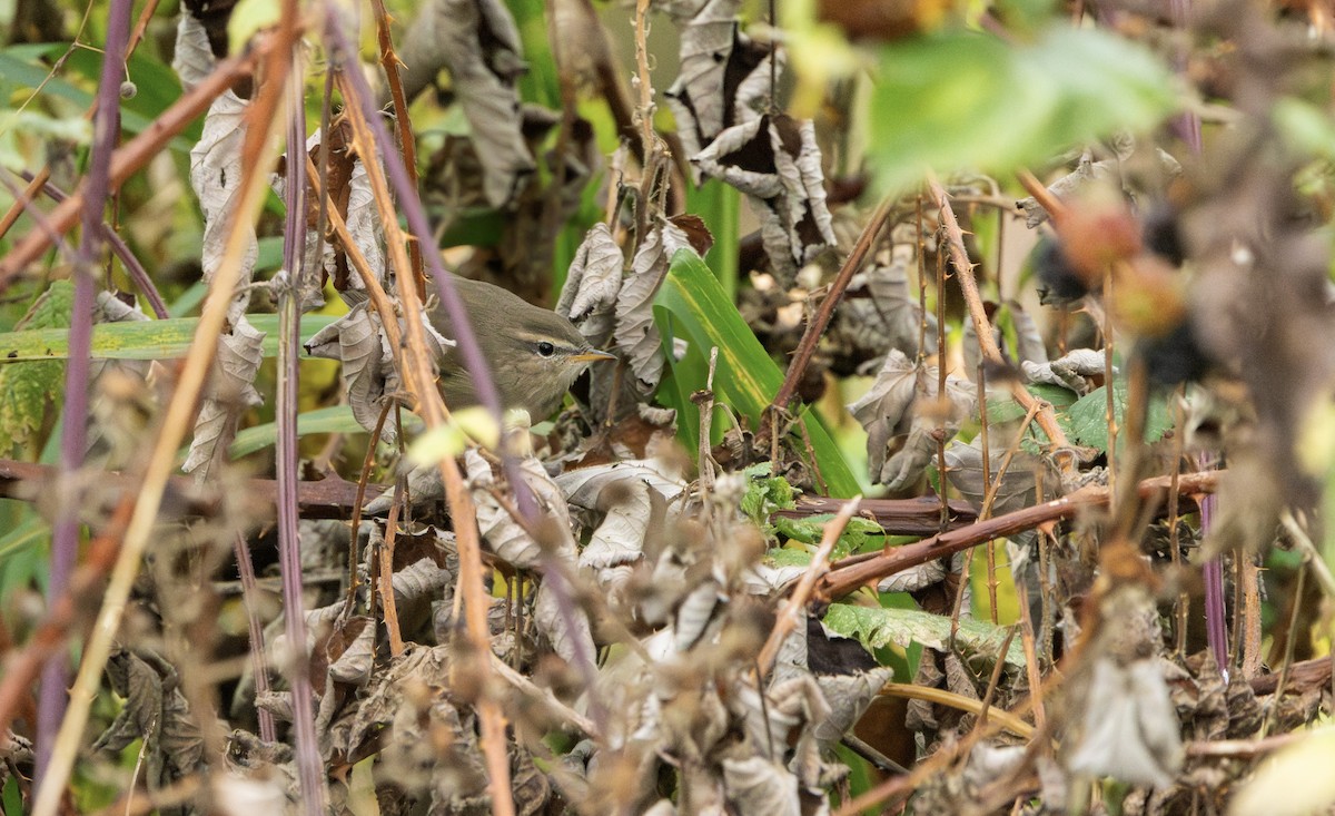 Esmer Çıvgın - ML644826459