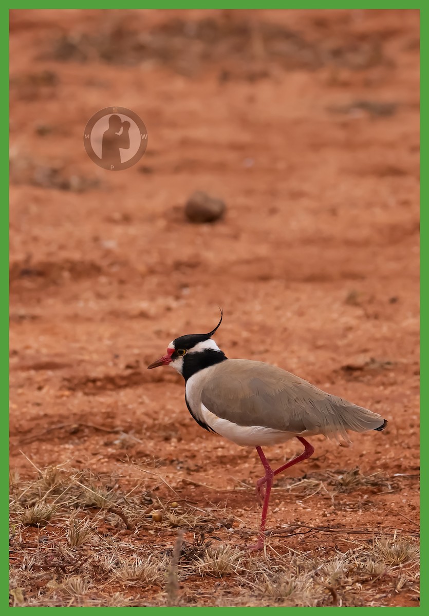 Black-headed Lapwing - ML644826461