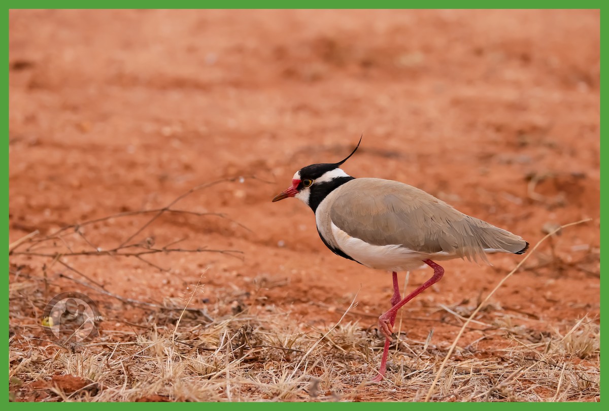 Black-headed Lapwing - ML644826462