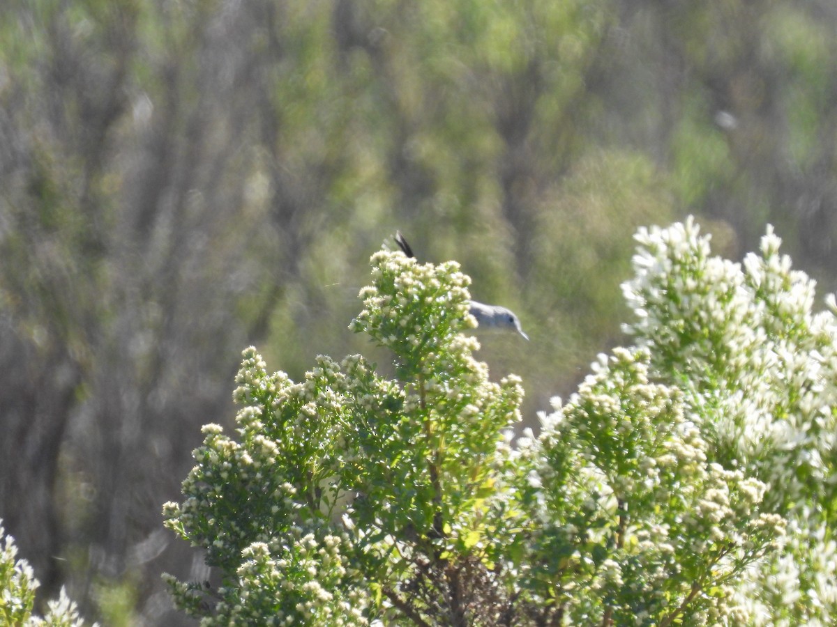 Blue-gray Gnatcatcher - ML644826463