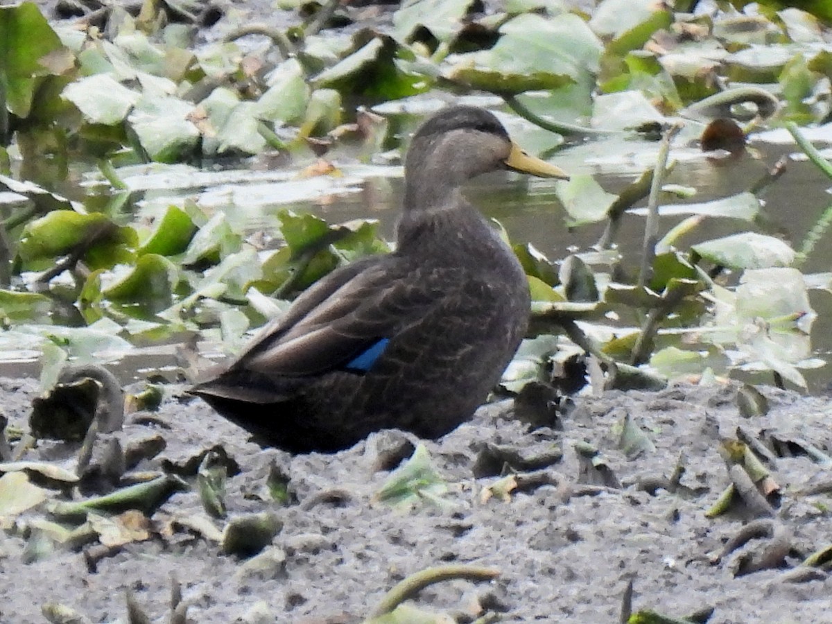 American Black Duck - ML644826472
