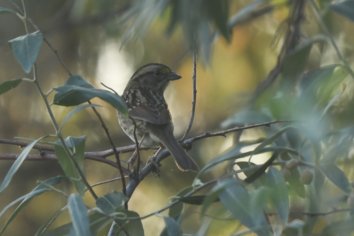 White-throated Sparrow - ML644826474