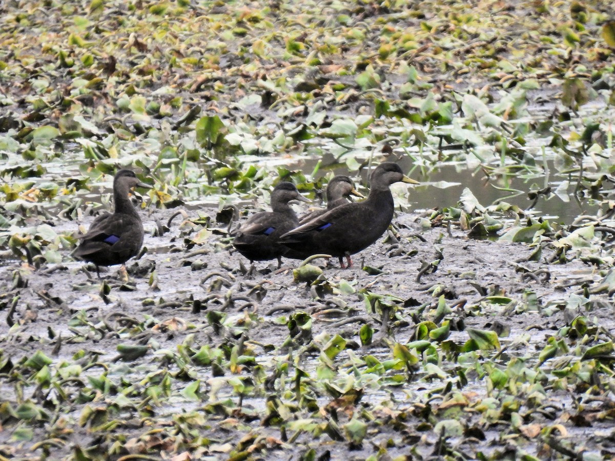 American Black Duck - ML644826480