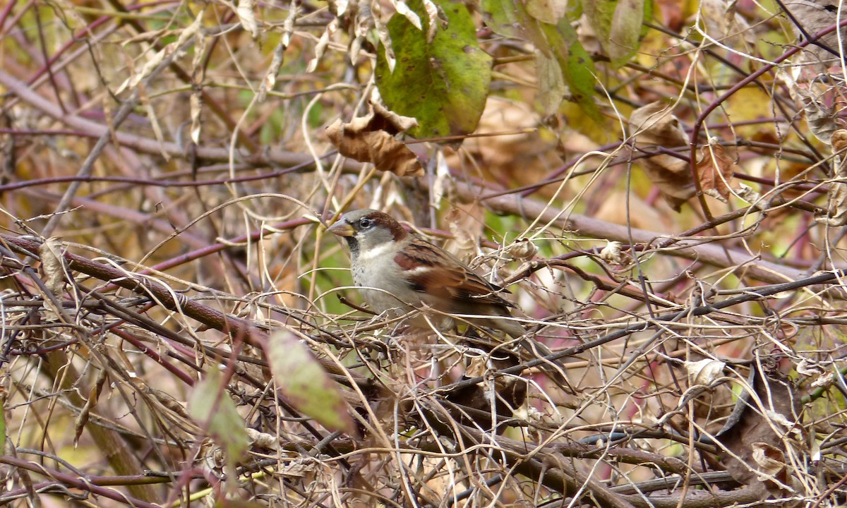 House Sparrow - ML644826484