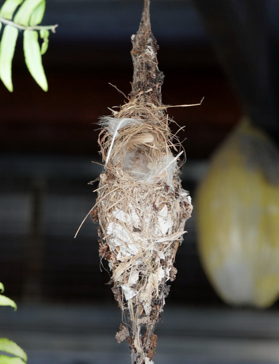 Suimanga de Sahul - ML644826491