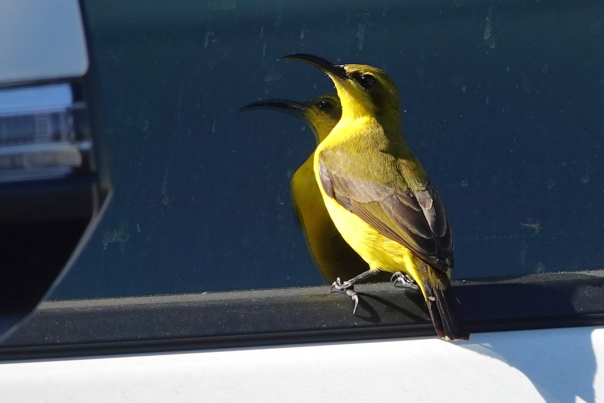 Suimanga de Sahul - ML644826494