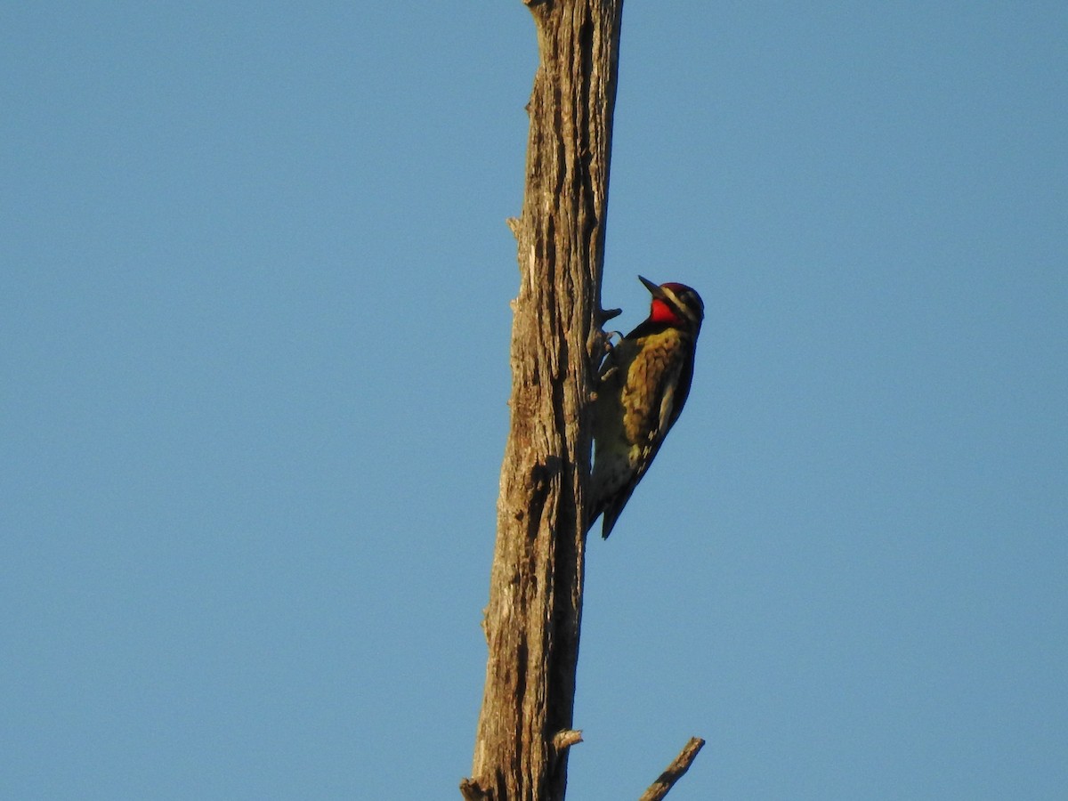 Sarı Karınlı Ağaçkakan - ML644826499