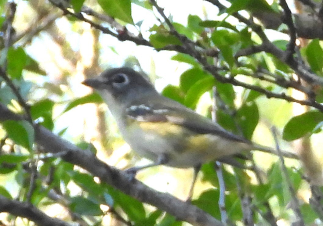 フタスジモズモドキ - ML644826501