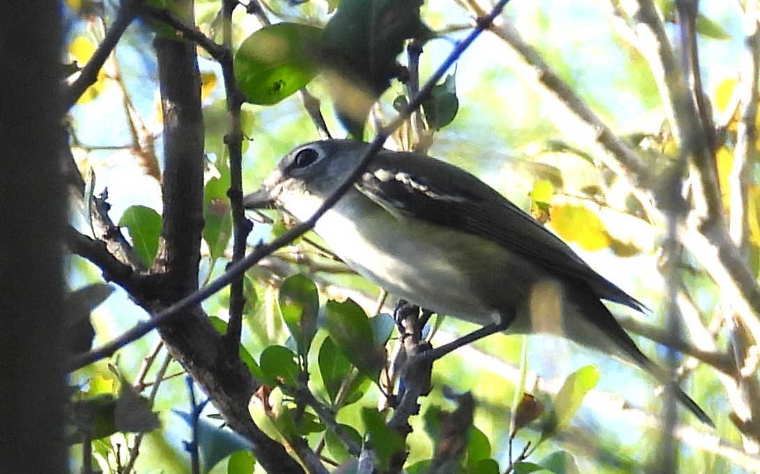 フタスジモズモドキ - ML644826502