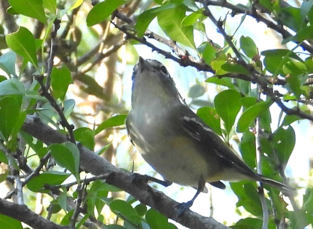 フタスジモズモドキ - ML644826503