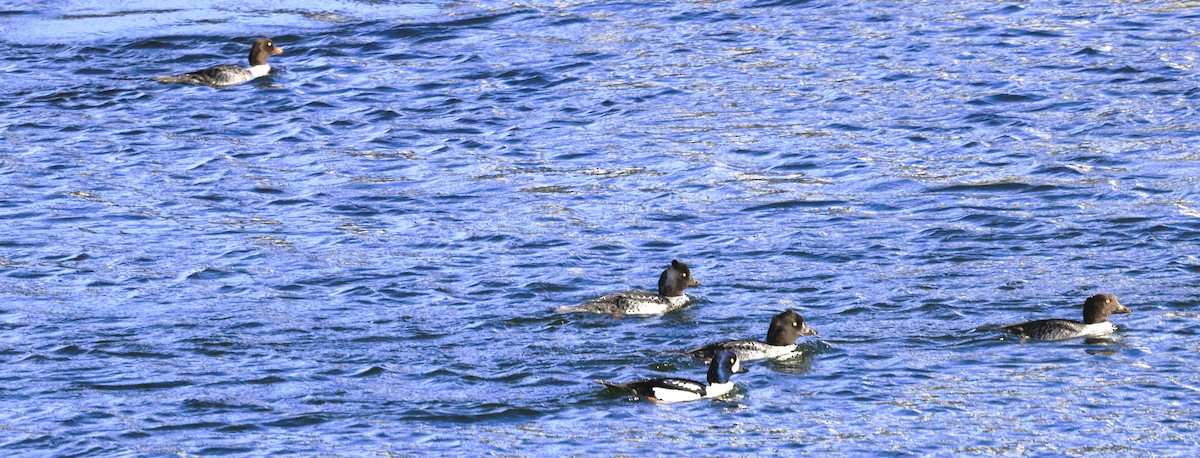 Murgilari islandiarra - ML644826504